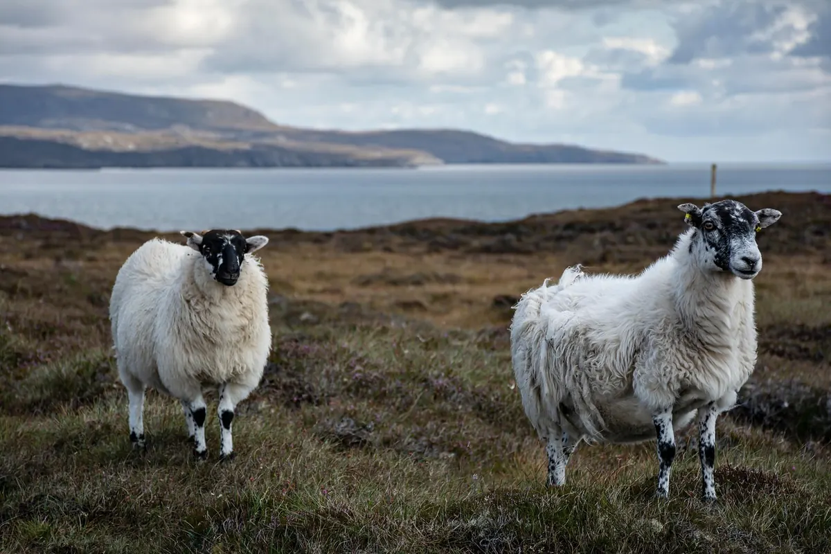 Beginner's Guide to Needle Felting a Cotswold Sheep